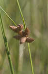 Saltmarsh bulrush